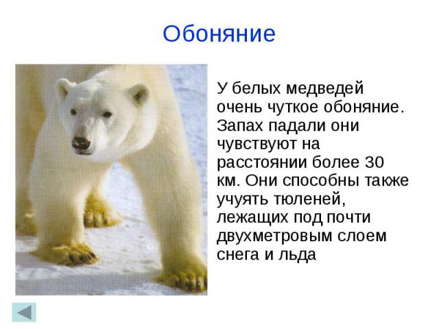 Животные ориентируются в пространстве. Обоняние медведя. Обоняние белого медведя. Как животные ориентируются в окружающей среде. Как разные животные ориентируются в пространстве.