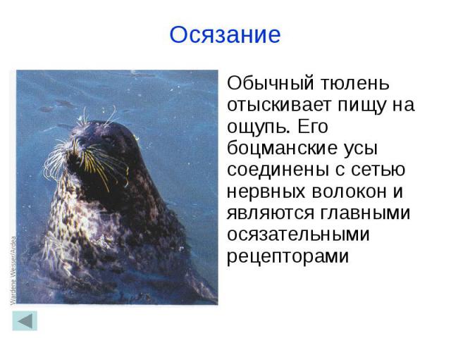 Осязание Обычный тюлень отыскивает пищу на ощупь. Его боцманские усы соединены с сетью нервных волокон и являются главными осязательными рецепторами