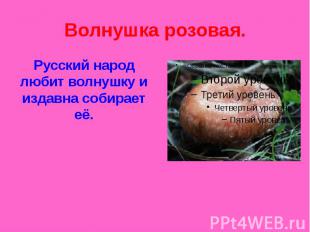 Волнушка розовая. Русский народ любит волнушку и издавна собирает её.