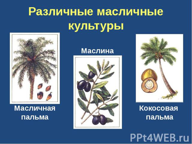 Различные масличные культуры