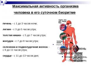 Максимальная активность организма человека в его суточном биоритме печень - с 1