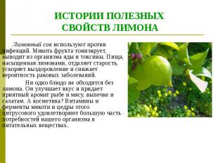 ИСТОРИИ ПОЛЕЗНЫХ СВОЙСТВ ЛИМОНА &nbsp;&nbsp; Лимонный сок используют против инфе