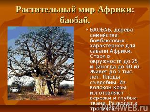 Растительный мир Африки: баобаб. БАОБАБ, дерево семейства бомбаксовых, характерн