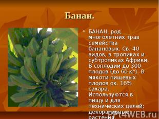 Банан. БАНАН, род многолетних трав семейства банановых. Св. 40 видов, в тропиках