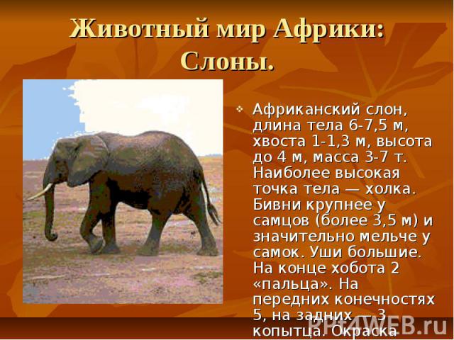 Животный мир Африки: Слоны. Африканский слон, длина тела 6-7,5 м, хвоста 1-1,3 м, высота до 4 м, масса 3-7 т. Наиболее высокая точка тела — холка. Бивни крупнее у самцов (более 3,5 м) и значительно мельче у самок. Уши большие. На конце хобота 2 «пал…