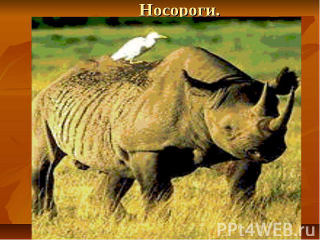 Носороги.