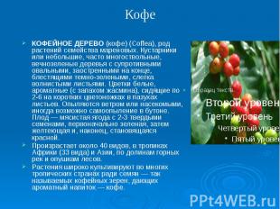 КОФЕЙНОЕ ДЕРЕВО (кофе) (Coffea), род растений семейства мареновых. Кустарники ил