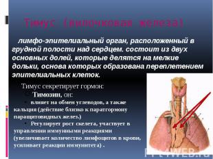 лимфо-эпителиальный орган, расположенный в грудной полости над сердцем. состоит