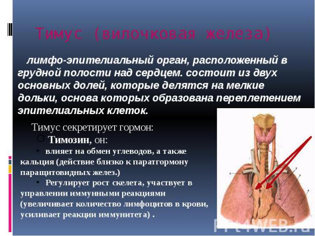 лимфо-эпителиальный орган, расположенный в грудной полости над сердцем. состоит из двух основных долей, которые делятся на мелкие дольки, основа которых образована переплетением эпителиальных клеток. лимфо-эпителиальный орган, расположенный в грудно…