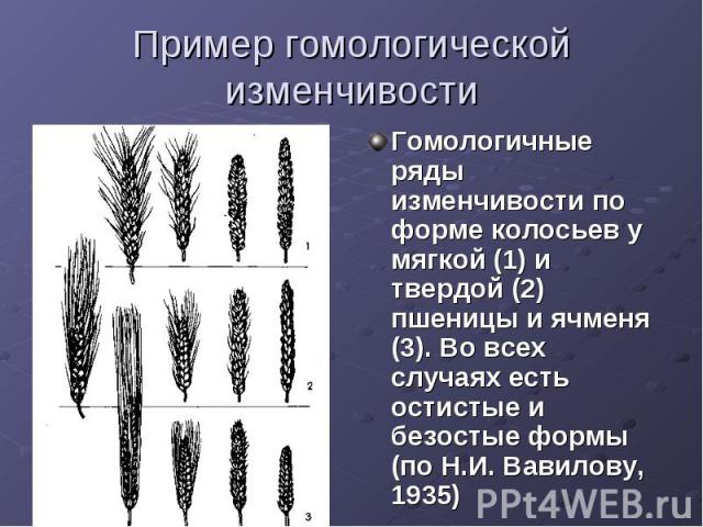 Пример гомологической изменчивости Гомологичные ряды изменчивости по форме колосьев у мягкой (1) и твердой (2) пшеницы и ячменя (3). Во всех случаях есть остистые и безостые формы (по Н.И. Вавилову, 1935)