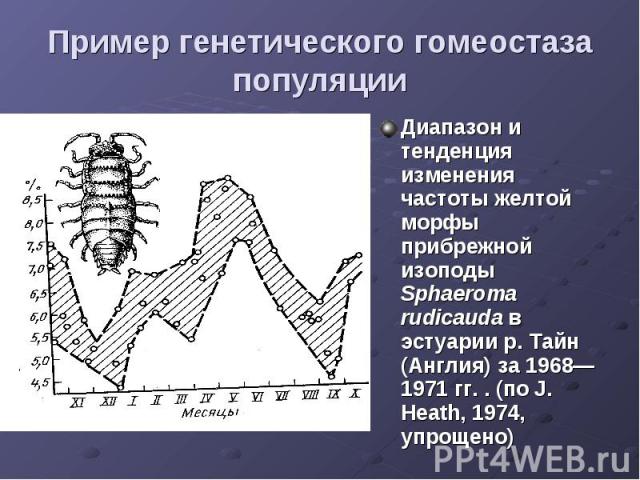 Пример генетического гомеостаза популяции Диапазон и тенденция изменения частоты желтой морфы прибрежной изоподы Sphaeroma rudicauda в эстуарии р. Тайн (Англия) за 1968—1971 гг. . (по J. Heath, 1974, упрощено)