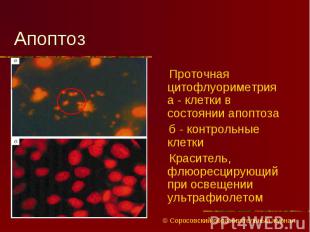 Проточная цитофлуориметрия а - клетки в состоянии апоптоза Проточная цитофлуорим