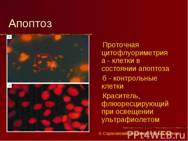 Проточная цитофлуориметрия а - клетки в состоянии апоптоза Проточная цитофлуориметрия а - клетки в состоянии апоптоза б - контрольные клетки Краситель, флюоресцирующий при освещении ультрафиолетом