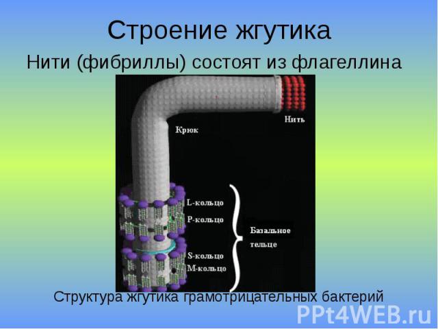 Строение жгутика Нити (фибриллы) состоят из флагеллина Структура жгутика грамотрицательных бактерий