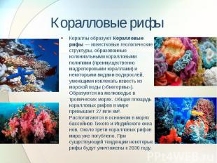 Коралловые рифы Кораллы образуют Коралловые рифы&nbsp;— известковые геологически