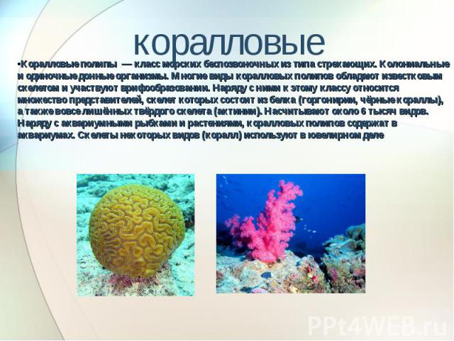 коралловые Коралловые полипы  — класс морских беспозвоночных из типа стрекающих. Колониальные и одиночные донные организмы. Многие виды коралловых полипов обладают известковым скелетом и участвуют врифообразов…