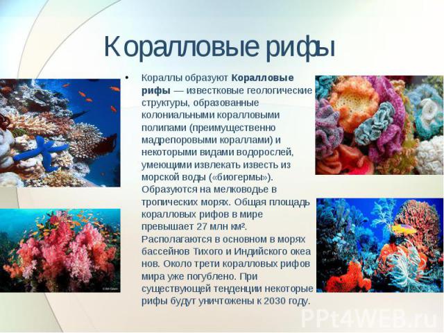 Коралловые рифы Кораллы образуют Коралловые рифы — известковые геологические структуры, образованные колониальными коралловыми полипами (преимущественно мадрепоровыми кораллами) и некоторыми видами водорослей, умеющими извлекать&…