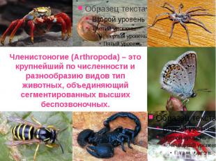 Членистоногие (Arthropoda) – это крупнейший по численности и разнообразию видов