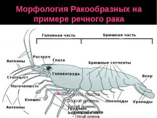 Морфология Ракообразных на примере речного рака