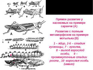 Прямое развитие у насекомых на примере саранчи (А) Прямое развитие у насекомых н