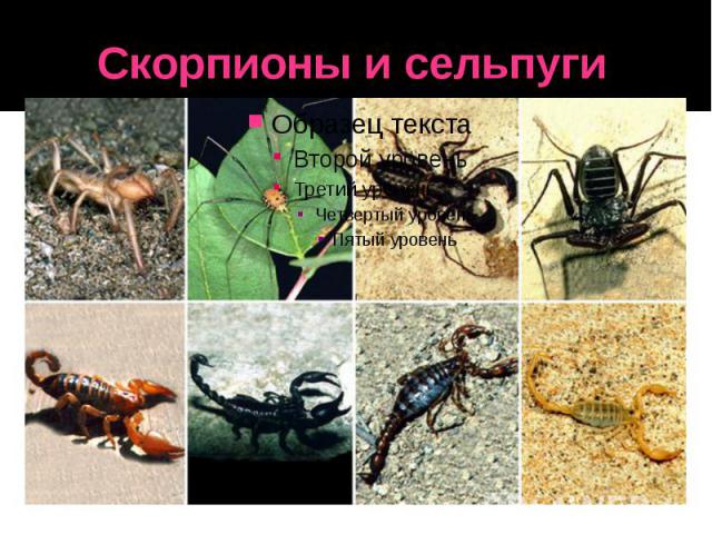 Скорпионы и сельпуги