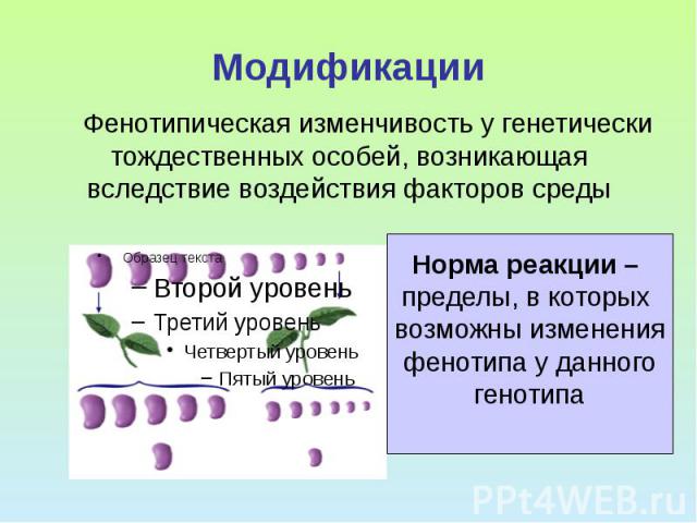 Модификации Фенотипическая изменчивость у генетически тождественных особей, возникающая вследствие воздействия факторов среды