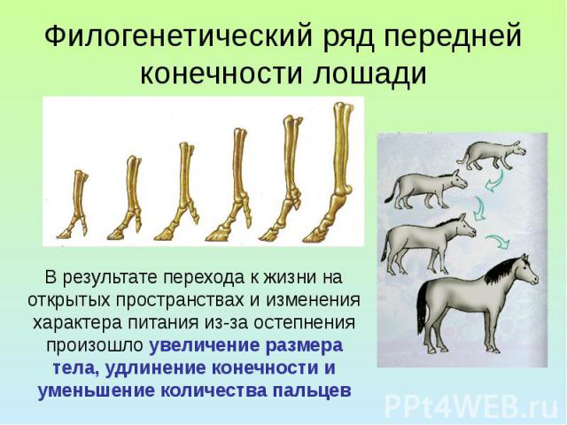 Филогенетический ряд передней конечности лошади