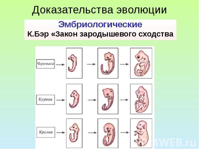 Доказательства эволюции Эмбриологические К.Бэр «Закон зародышевого сходства