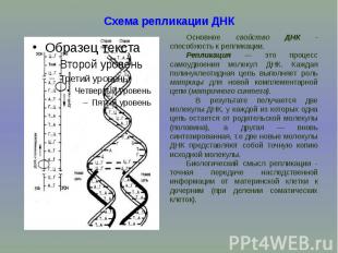 Схема репликации ДНК Основное свойство ДНК - способность к репликации. Репликаци