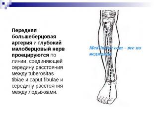 Передняя большеберцовая артерия&nbsp;и&nbsp;глубокий малоберцовый нерв проецирую