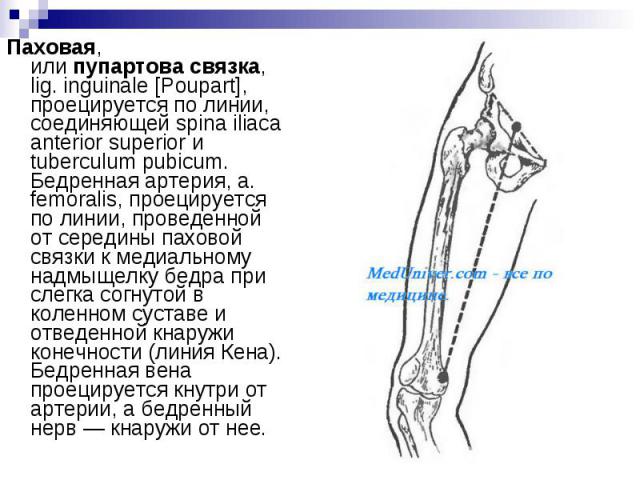 Паховая, или пупартова связка, lig. inguinale [Poupart], проецируется по линии, соединяющей spina iliaca anterior superior и tuberculum pubicum. Бедренная артерия, a. femoralis, проецируется по линии, проведенной от середины паховой связки…