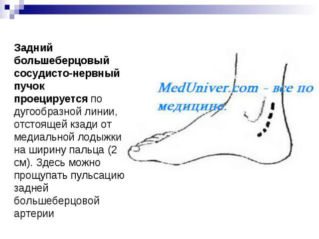 Задний большеберцовый сосудисто-нервный пучок проецируется по дугообразной линии, отстоящей кзади от медиальной лодыжки на ширину пальца (2 см). Здесь можно прощупать пульсацию задней большеберцовой артерии
