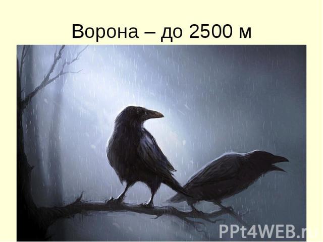 Ворона – до 2500 м