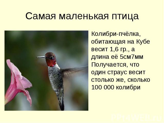 Самая маленькая птица Колибри-пчёлка, обитающая на Кубе весит 1,6 гр., а длина её 5см7мм Получается, что один страус весит столько же, сколько 100 000 колибри