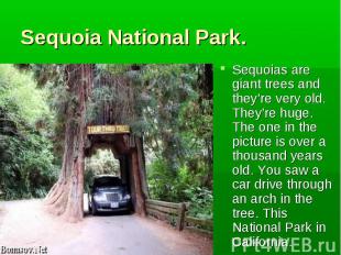Sequoias are giant trees and they’re very old. They’re huge. The one in the pict