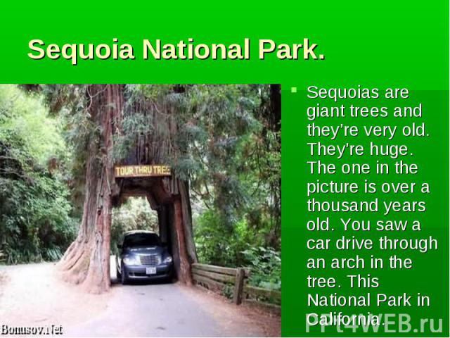 Sequoias are giant trees and they’re very old. They’re huge. The one in the picture is over a thousand years old. You saw a car drive through an arch in the tree. This National Park in California. Sequoias are giant trees and they’re very old. They’…