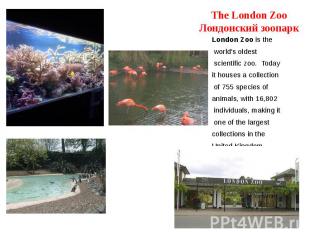 The London Zoo Лондонский зоопарк London Zoo is the world's oldest scientific zo