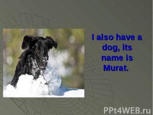 I also have a dog, its name is Murat.