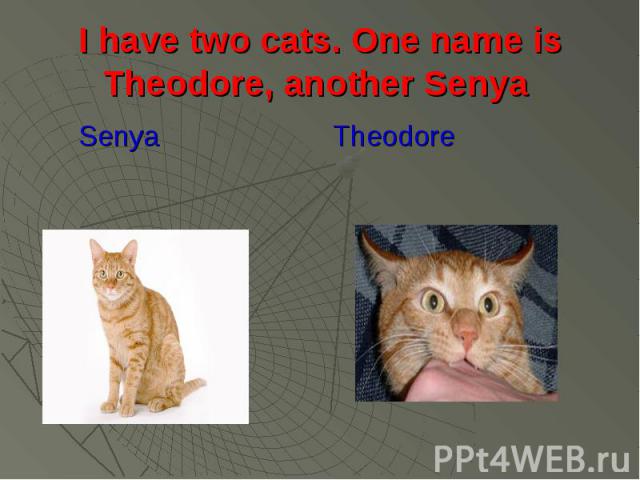 I have two cats. One name is Theodore, another Senya Senya Theodore