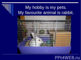 My hobby is my pets. My favourite animal is rabbit.