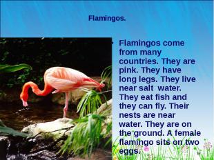 Flamingos come from many countries. They are pink. They have long legs. They liv