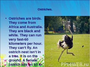 Ostriches are birds. They come from Africa and Australia. They are black and whi