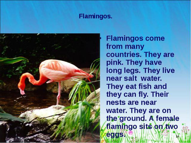 Flamingos come from many countries. They are pink. They have long legs. They live near salt water. They eat fish and they can fly. Their nests are near water. They are on the ground. A female flamingo sits on two eggs. Flamingos come from many count…