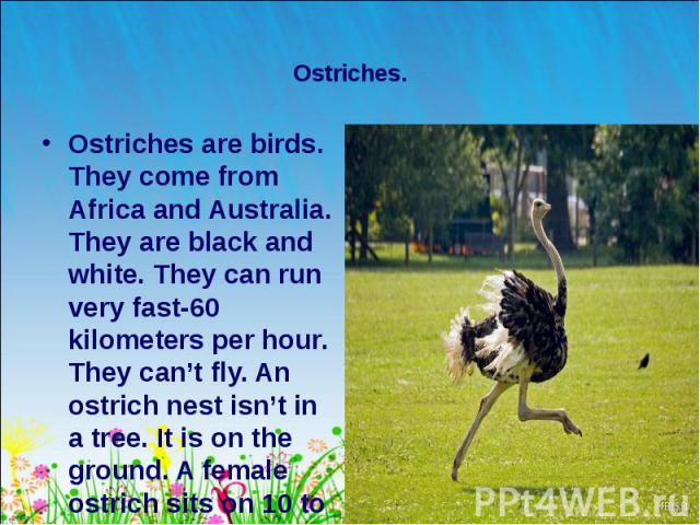 Ostriches are birds. They come from Africa and Australia. They are black and white. They can run very fast-60 kilometers per hour. They can’t fly. An ostrich nest isn’t in a tree. It is on the ground. A female ostrich sits on 10 to 20 eggs. Ostriche…