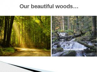 Our beautiful woods…