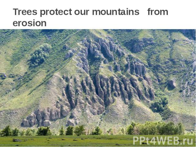 Trees protect our mountains from erosion