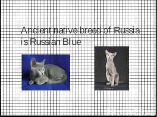 Ancient&nbsp;native&nbsp;breed&nbsp;of Russia is&nbsp;Russian Blue