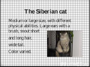 The Siberian cat Medium or large size, with different physical abilities. Large