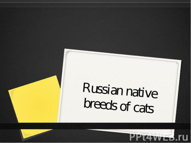 Russian native breeds of cats