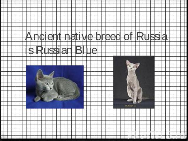 Ancient native breed of Russia is Russian Blue